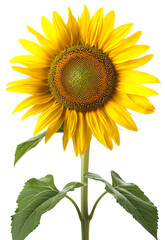Obraz premium Sun flower with leaves isolated on transparent background with png file. Best for greeting cards and holiday wishes.