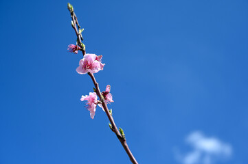 Peach pink flowers in orchard. Flowering tree in spring. Branch with blossoms in sunlight. Blooming tree in garden.