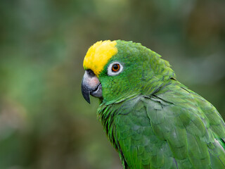 Yellow Napped Parrot Perched on a Branch Amazon.