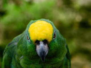 Yellow Napped Parrot Perched on a Branch Amazon.