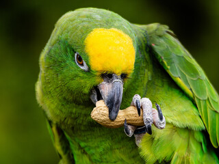Yellow Napped Parrot Perched on a Branch Amazon.