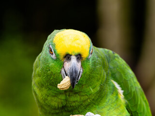 Yellow Napped Parrot Perched on a Branch Amazon.