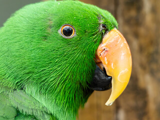 Close up Macro view head and shoulders of bright green eclectus tropical parrot bird. Parrot...