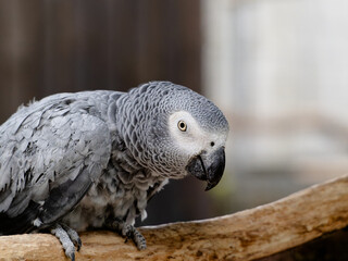 Congo African Grey red cake parrot. Timneh African Grey ruffles his neck feathers.