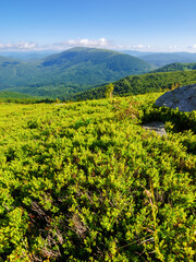 caprathian mountain landscape in summer. green meadows and forested hills of ukrainian alpine highlands on a sunny morning