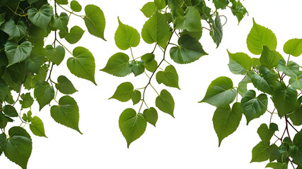 green leaves isolated