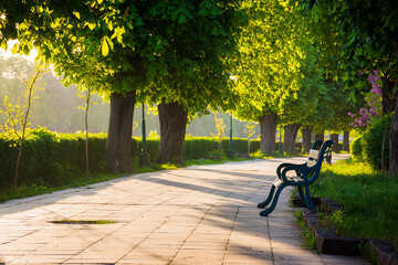 avenue with chestnut trees of kyiv embankment. bench on the side of a paved footpath. beautiful urban springtime scenery of uzhhorod city in morning light