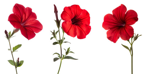 Three styles of red petunia flower isolated on transparent or white background. flat lay PNG with quality clipping mask