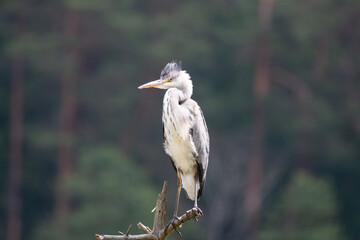 A ruffled gray heron on a stick against the background of the forest