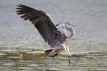 A gray heron with outstretched paws landing on the lake