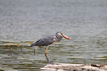 A gray heron swallowing a fish on a pier with the lake in the background