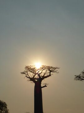 Baobab de Madagascar
