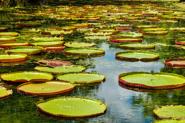 Giant Lily Pads in the Botanical garden in Pamplemousses, Mauritius - obrazy, fototapety, plakaty