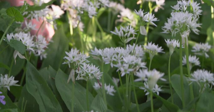 Bear garlic blooming in the forest, lit by the setting sun