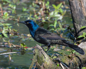 Grackle