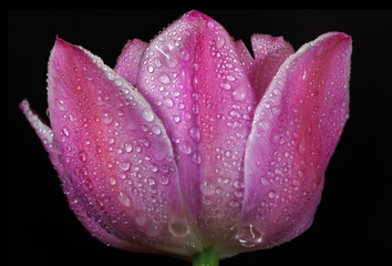 pink tulip in dew drops isolated on black. close up - 790953442