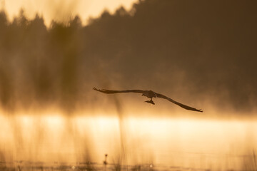An osprey with a caught fish on a golden misty morning by the lake