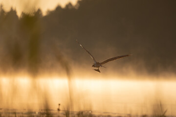 A flying bird of prey with a caught fish in the golden mist over the lake