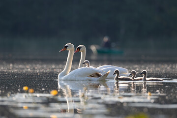 A lovely family of swans on a lake on a summer day with a fisherman on a boat in the background