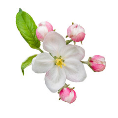 white and pink apple tree flower isolated