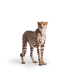 cheetah in the Savannah isolated on a transparent background 
