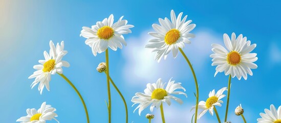 White daisies set against a blue sky backdrop