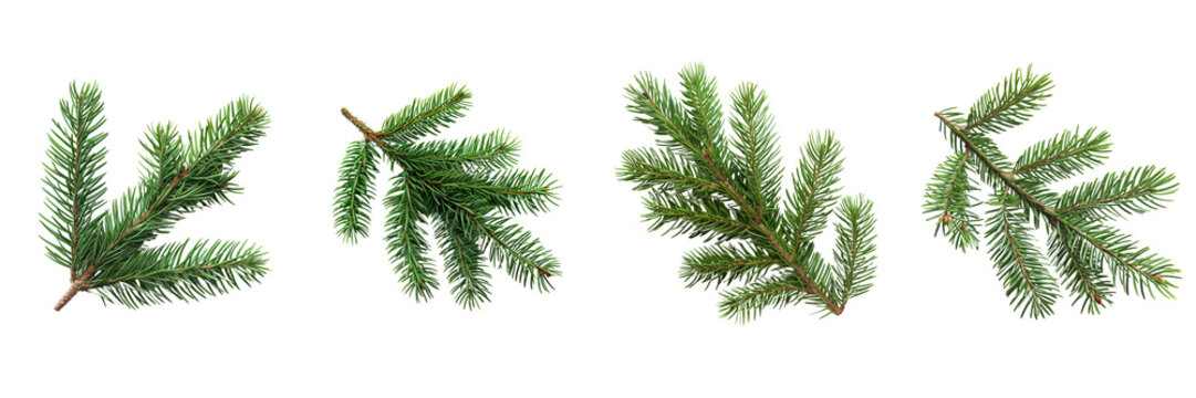 Spruce branch. Green fir on transparent background