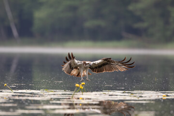 An osprey with spread wings and outstretched talons over the lake surface
