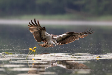 An osprey with spread wings and extended talons hunting for fish in a lake