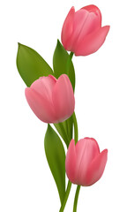 Spring flowers. Beautiful tulips. Floral background. Buds. Pink. Green leaves. Beautiful vector illustration of pink tulips on a white background. Border. Bouquet.
