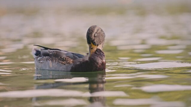 Sunlit Mallard Duck Floating Calmly on Water