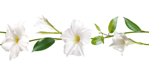 White climbing flowers. Beautiful floral background. Dipladenia. Mandevila. Green leaves. Border. Blooming liana. Tropical flower. Seamless pattern. - obrazy, fototapety, plakaty