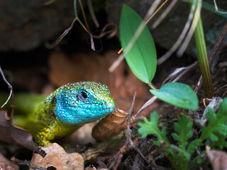 Portrait of a male European green lizard (Lacerta viridis)