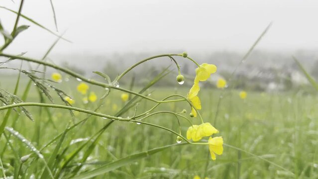 yellow wildflowers in a clearing in the rain and strong wind
