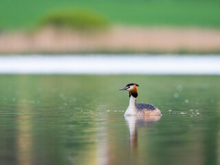Great crested grebe bird in the water ( Podiceps cristatus )
