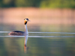 Great crested grebe,Close-up of duck swimming in lake