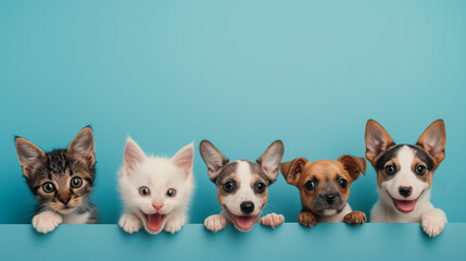 Funny curious kittens and puppy dogs in blue studio shot background with copy space