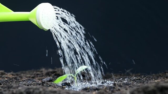 A farmer watering to a young seedling plant from a watering can.