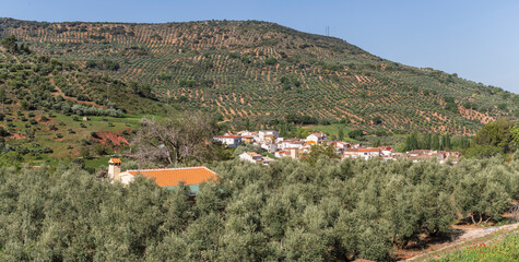Salobre olive grove, Sierra de Alcaraz, Albacete province, Castilla-La Mancha, Spain