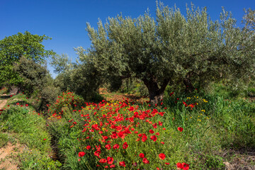 poppies in the olive grove, Salobre village, Sierra de Alcaraz, Albacete province, Castilla-La Mancha, Spain