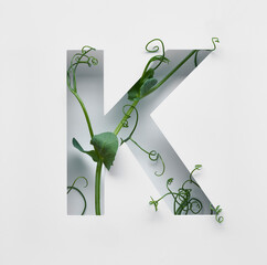 The capital letter K is decorated with a young green pea sprout on a white background.