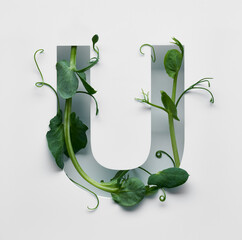 The capital letter U is decorated with a young green pea sprout on a white background.