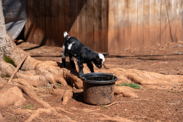 Baby goat standing on tree roots to drink from it's water bucket.