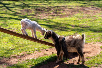 Baby goat and older goat face to face on a ramp in a grassy field. The smaller goat is white and...