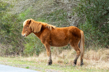 Obraz premium Brown pony on the side of the road at Assateague island.