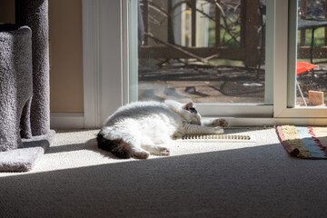 Cat sleeping in a sunny spot by a sliding-glass door and air vent