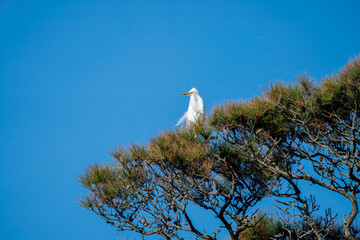 Great white egret perched high in a pine tree against a deep blue sky - obrazy, fototapety, plakaty