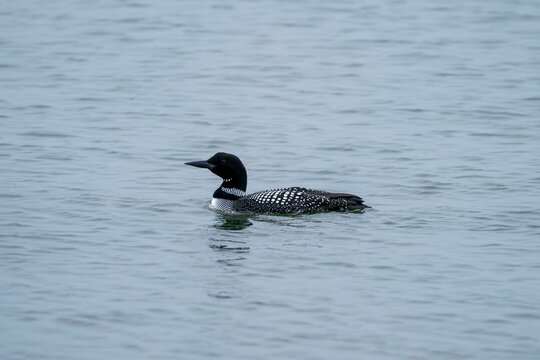 Common loon with black and white markings floating in the water