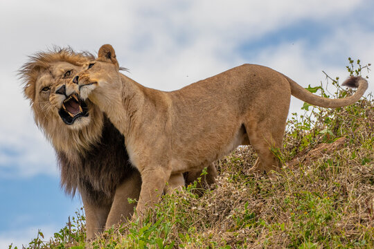 Couple of lions - Panthera leo krugeri - African Lion
