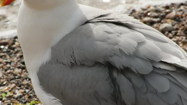 seagull on the beach